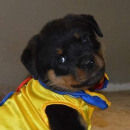 Rottweilers from Law Dogs Rotts
