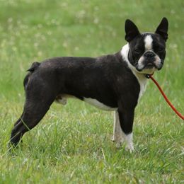 Denny - Boston Terrier