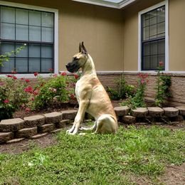 Great Dane All Grown Up from Pegasus Great Danes