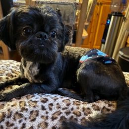 Mater - Shih Tzu