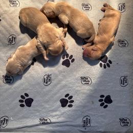 Girl1 - Light golden female Golden Retriever puppy in Woodbury, Pennsylvania from Mejimo