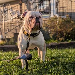 Gamble - American Bulldog