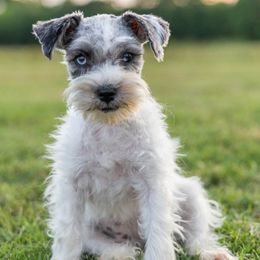 Miniature Schnauzer Puppies from Gypsey Creek Mini Schnauzers