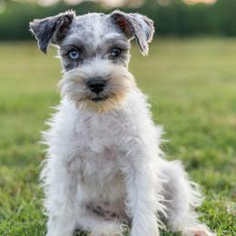 Miniature Schnauzer Puppies from Gypsey Creek Mini Schnauzers