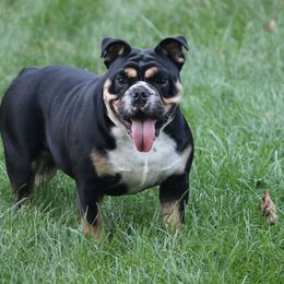 English Bulldog and Pembroke Welsh Corgi All Grown Up from Double T's Bulldogs