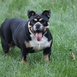 English Bulldog and Pembroke Welsh Corgi All Grown Up from Double T's Bulldogs