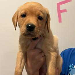 Girl 2 - female Labrador Retriever puppy in Stokesdale, North Carolina from Belews Creek Gundogs