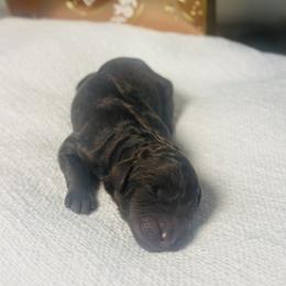 Hershey - Chocolate male Goldendoodle puppy in Livermore, Colorado from Heritage Hills Family Doodles