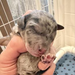 Norah - Merle female Goldendoodle puppy in North Branch, Michigan from Graceful Miniature Goldendoodles