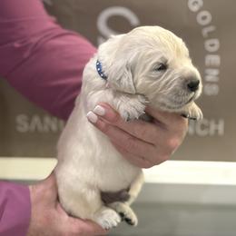 Boy 2 - male Golden Retriever puppy in Fresno, California from Sanctuary Ranch Goldens