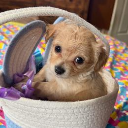 Baratheon - Fawn male Chihuahua puppy in Seneca, Missouri from Stephanie’s Puppy Colony