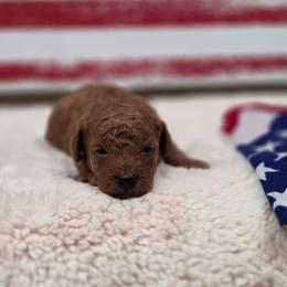 Einstein (AKC) - Red  male Poodle puppy in Rainbow City, Alabama from Spinks Poodles