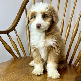 Girl 1 - Red merle female Aussiedoodle puppy in Crawford, Mississippi from Magnolia State Poodles and Doodles