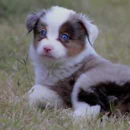 Australian Shepherd Puppies from KangaRoos Little Aussies