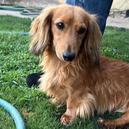 Winston - Dachshund
