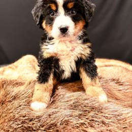 Big X - Tri-color male Bernese Mountain Dog puppy in Alabama from Dogwood Creek Bernese