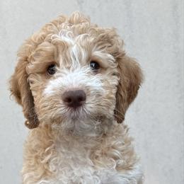 Reserved - Orange male Lagotto Romagnolo puppy in Micanopy, Florida from Fortuna Farms