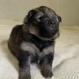 Blossom - Wolf sable female Pomeranian puppy in Bamberg, South Carolina from Shakhor Ohr Collies and Pomeranians