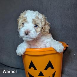 Warhol - Red and white male Cockapoo puppy in Sunset, Louisiana from Cano Cockapoos