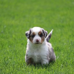 Border Collie, English Setter, and Miniature American Shepherd Puppies from First Harmony Farms