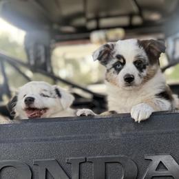 Miniature Australian Shepherd Puppies from Peace Creek Aussies