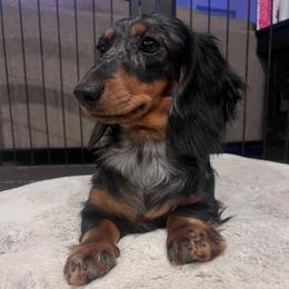 Sunday - Dachshund