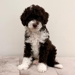 Denver - Brown and white male Aussiedoodle puppy in Allen, Texas from Calena’s Doodles