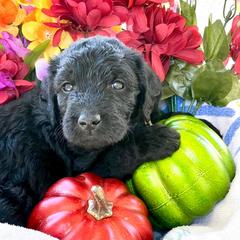 Girl 7 - Double Doodle puppy in El Cajon, California from Calibear Doodles