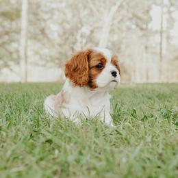 Cavalier King Charles Spaniel Puppies from Cavalier & Co.