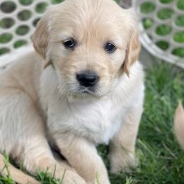 Golden Retrievers from Cedar Ridge AKC Golden Retriever Puppies