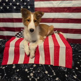 Mitzi Maybelline - Sable and white female Shetland Sheepdog puppy in Altha, Florida from Hill Top Shelties