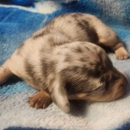 Galactica - Dapple male Dachshund puppy in Delano, Tennessee from Walker Ranch Danes & Dachshunds