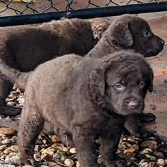 Chesapeake Bay Retriever Puppies from Elizabeth Robinson's Chesapeake Bay Retrievers