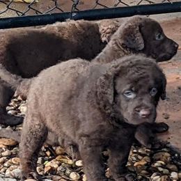 Chesapeake Bay Retriever Puppies from Elizabeth Robinson's Chesapeake Bay Retrievers