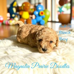 Suki's Black Boy - Red male Cavapoo puppy in Lavon, Texas from Magnolia Prairie Doodles
