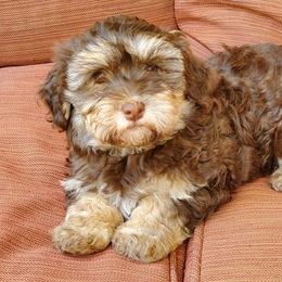Havanese from Hayden's Havanese