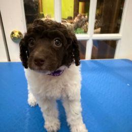 Bulda - Phantom female Poodle puppy in Huntsville, Alabama from Flint River Poodles