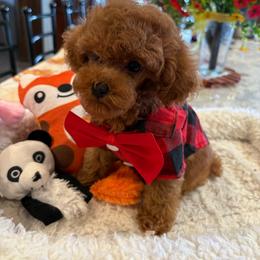 DYNAMITE - Red  male Poodle puppy in Bakersfield, California from Mary Gorgeous Poodles