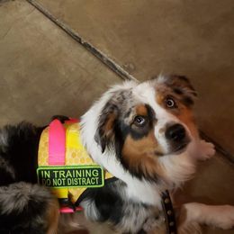 Jonah - Miniature Australian Shepherd