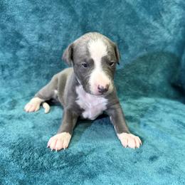 Volcano - Blue male Whippet puppy in Gentry, Arkansas from Mardel Robeson of Mulberry Hollow Whippets