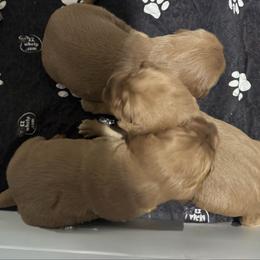 Blaze - Dark golden male Golden Retriever puppy in Lebec, California from Socalretrievers