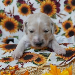 Goldendoodle Puppies from YL Goldendoodles
