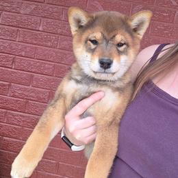 Miyuki - Sesame female Shiba Inu puppy in Denver, Colorado from Diamonds In The Ruff Boston Terriers
