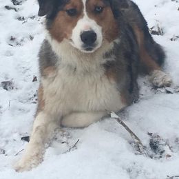 Australian Shepherds from Distant Hill Australian Shepherds