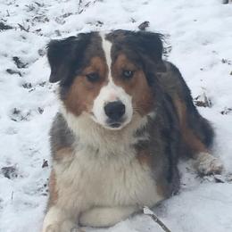 Australian Shepherds from Distant Hill Australian Shepherds