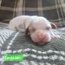 Toothless - Green Collar - White male Cavapoo puppy in Mocksville, North Carolina from Hunting Creek Farm & Kennel