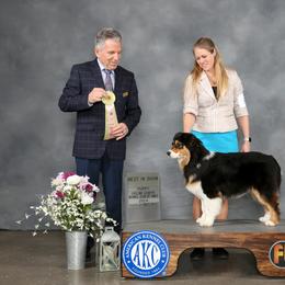 Australian Shepherd Puppies from BellSharps Australian Shepherds