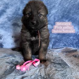Smelaya - Sable female German Shepherd puppy in New Cambria, Missouri from Des Hausraben Shepherds