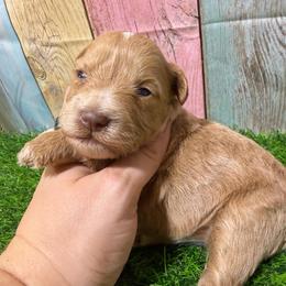 Merlot - Wheaten female Miniature Schnauzer puppy in Lufkin, Texas from C&K’s Schnauzer House