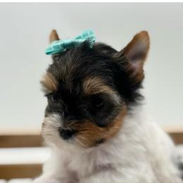 Milo - Parti male Yorkshire Terrier puppy in Benton, Illinois from Furry Tailz Yorkies